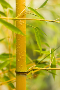 Close-up of a golden bamboo cane showing the yellow culm and green leaves