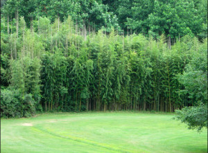 A neatly contained bamboo privacy screen standing along the edge of a mowed lawn