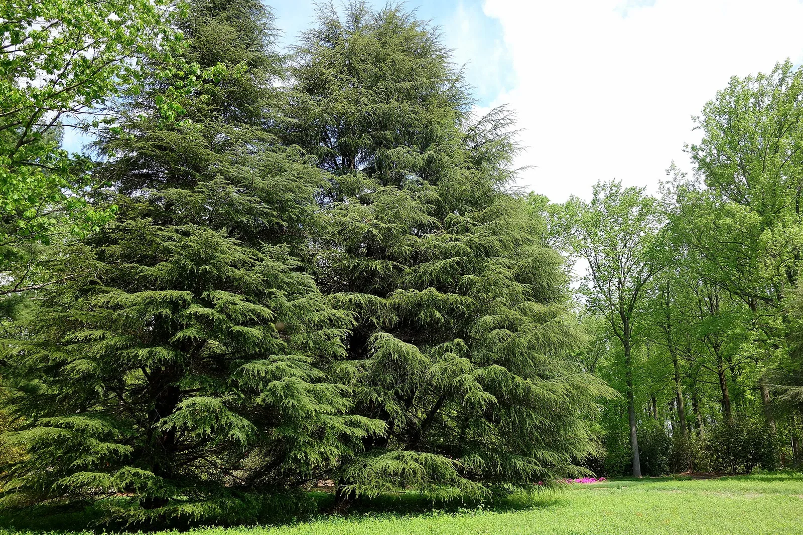 Tyler Arboretum, Media, a Delaware County, PA landmark