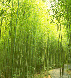 A dense golden bamboo grove that has swallowed the ground around a path