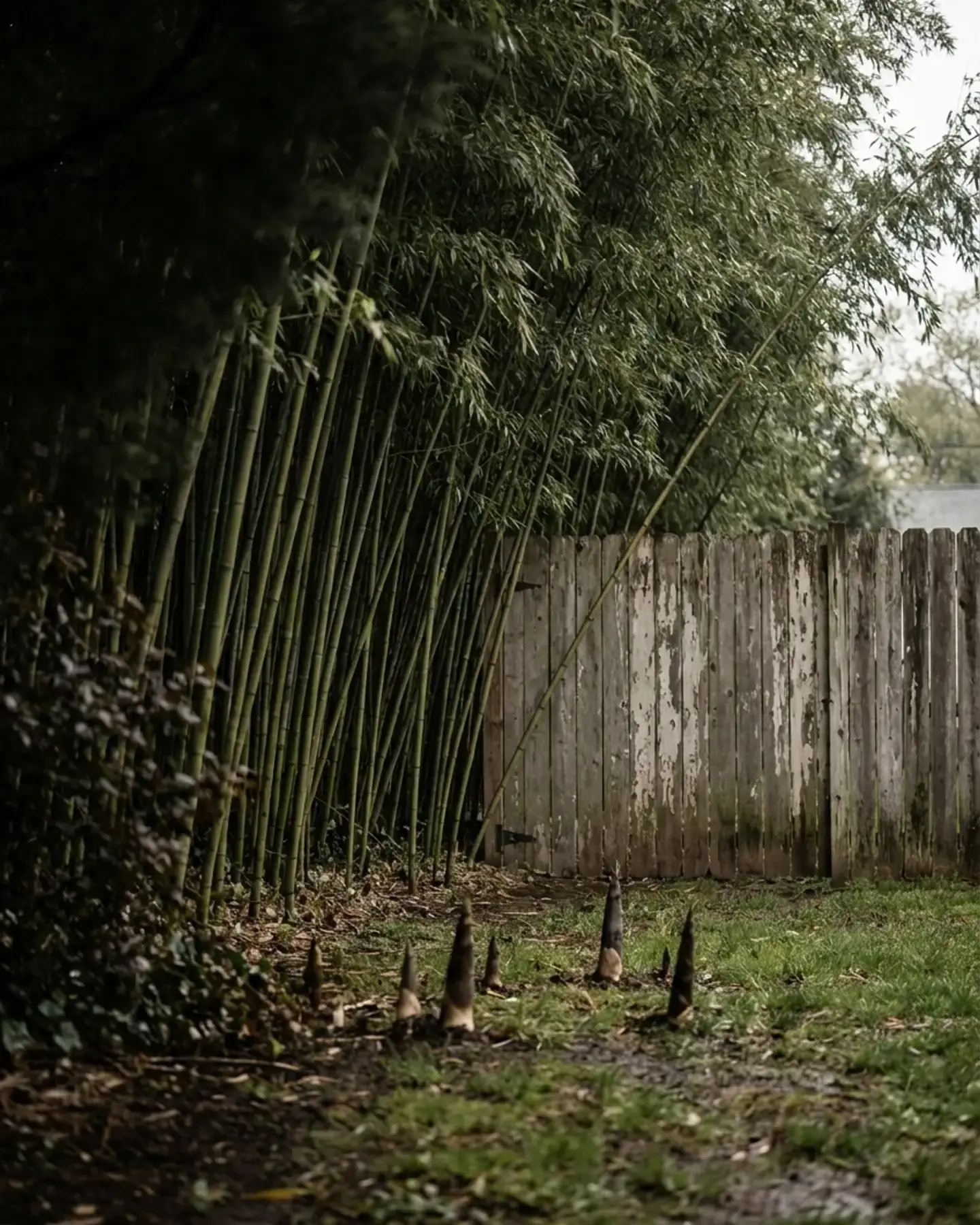 An uncontained running bamboo grove towering over a backyard fence, with new shoots erupting from the lawn